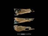 獐骨藏品圖，第1張