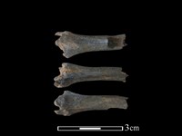 獐骨藏品圖，第1張