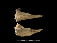 獐骨藏品圖，第1張