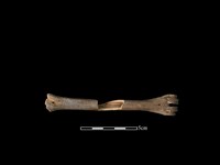 獐骨藏品圖，第2張