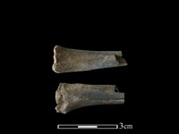 獐骨藏品圖，第1張