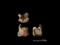 獐骨藏品圖，第1張