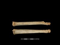 獐骨藏品圖，第1張