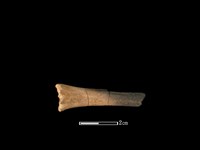 獐骨藏品圖，第1張