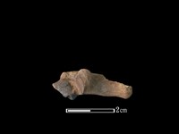 山羌骨藏品圖，第2張