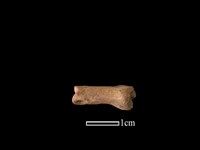 山羌骨藏品圖，第2張