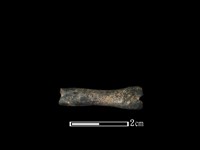 獐骨藏品圖，第1張