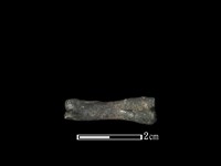 獐骨藏品圖，第2張