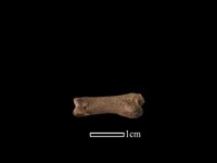 山羌骨藏品圖，第1張