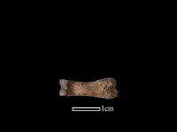 山羌骨藏品圖，第2張