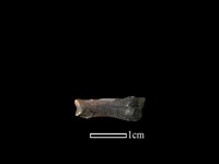 獐骨藏品圖，第2張