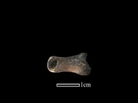 獐骨藏品圖，第3張