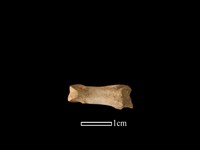 獐骨藏品圖，第2張