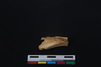 鹿科骨藏品圖，第1張