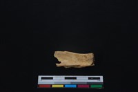 鹿科骨藏品圖，第2張