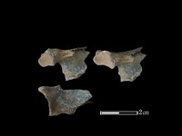 狗獾骨藏品圖，第1張