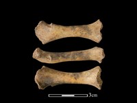 狗獾骨藏品圖，第1張