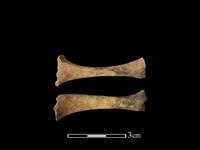 狗獾骨藏品圖，第2張