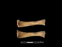 狗獾骨藏品圖，第1張