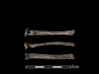 狗獾骨藏品圖，第1張