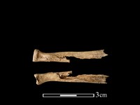 狗獾骨藏品圖，第1張