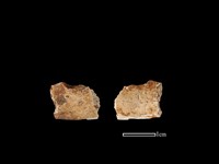 狗獾骨藏品圖，第1張