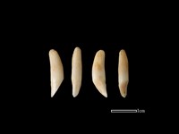 狗獾骨藏品圖，第1張