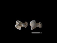 狗獾骨藏品圖，第1張