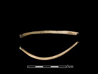 狗獾骨藏品圖，第1張