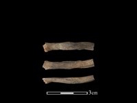 狗獾骨藏品圖，第1張