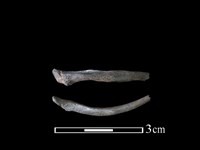 狗獾骨藏品圖，第1張