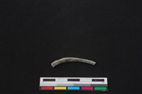 食肉目骨藏品圖，第1張