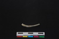 食肉目骨藏品圖，第2張