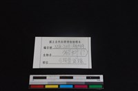 貂科骨藏品圖，第3張