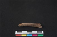 白鼻心骨藏品圖，第1張