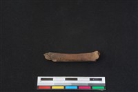 白鼻心骨藏品圖，第2張