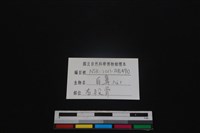 白鼻心骨藏品圖，第3張