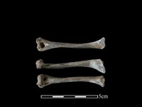 麝香貓骨藏品圖，第1張