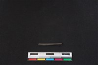 棕蓑貓骨藏品圖，第1張