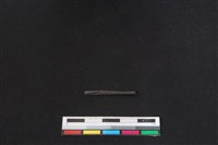 棕蓑貓骨藏品圖，第2張
