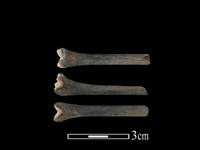 棕蓑貓骨藏品圖，第1張