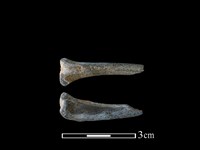 棕蓑貓骨藏品圖，第1張