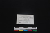 鹿科骨藏品圖，第3張
