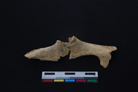 鹿科骨藏品圖，第1張