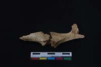 鹿科骨藏品圖，第2張