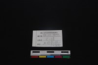 鹿科骨藏品圖，第3張