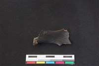 鹿科骨藏品圖，第2張