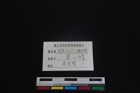 鹿科骨藏品圖，第3張