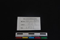 鹿科骨藏品圖，第3張