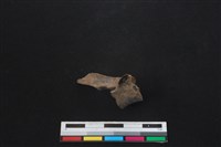 鹿科骨藏品圖，第2張